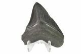 Serrated, Fossil Megalodon Tooth #130092-2